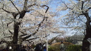 2012年の桜、桜田門あたり